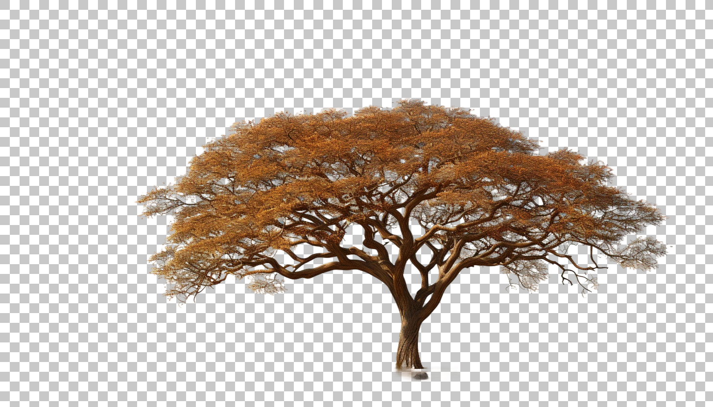 Acacia Tree Savanna png, African Adventure, Nature Reserve