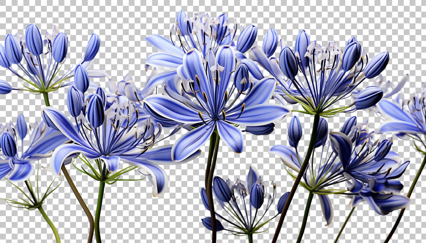 Agapanthus Africa Garden Flower png, Garden Charm, Exotic Blossom