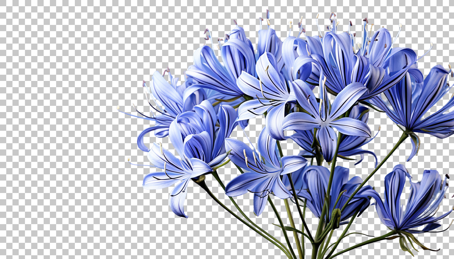 Agapanthus Africa Garden Flower png, Garden Delight, Colorful Blossom
