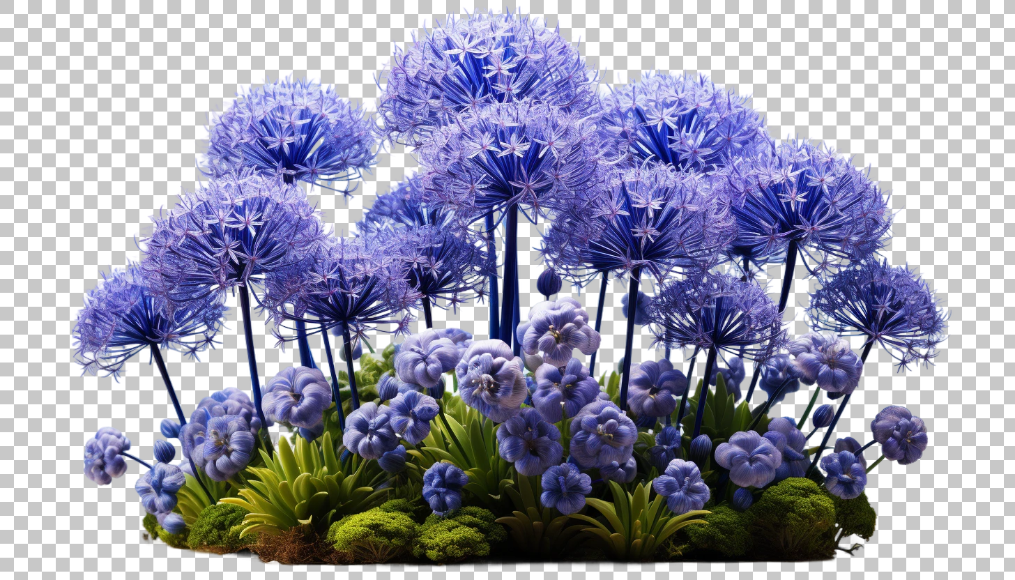 Agapanthus Africa Garden Flower png, Exotic Floral, Botanical Illustration