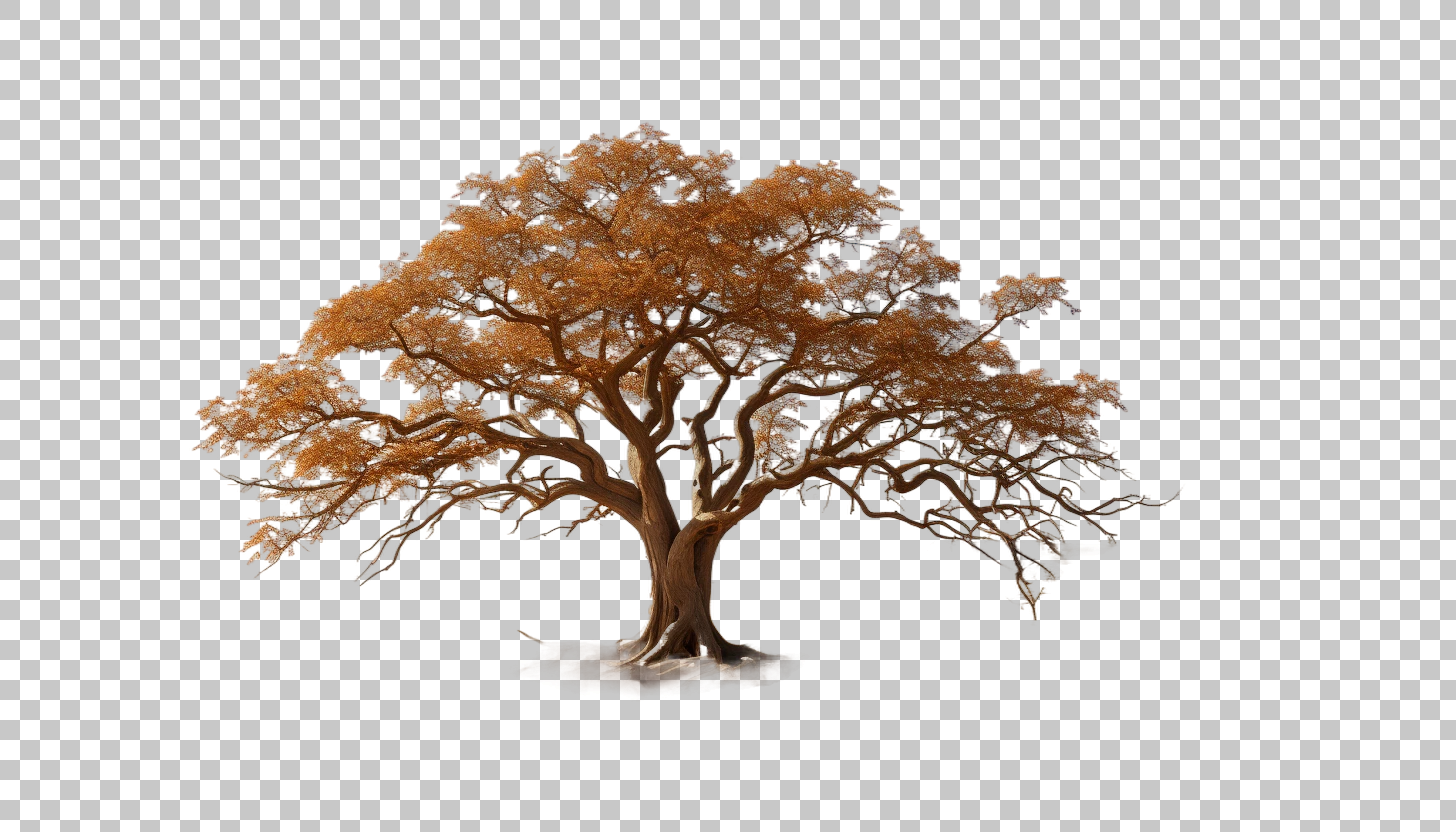Boojum Tree png, Unique Desert Flora, Unconventional Botanical Wonder