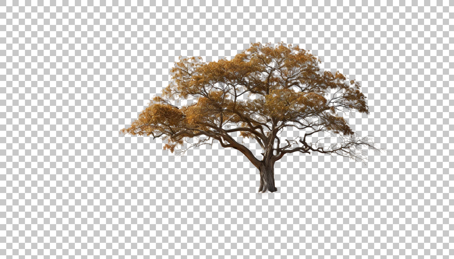 Boojum Tree png, Rare Botanical Find, Uncommon Desert Plant