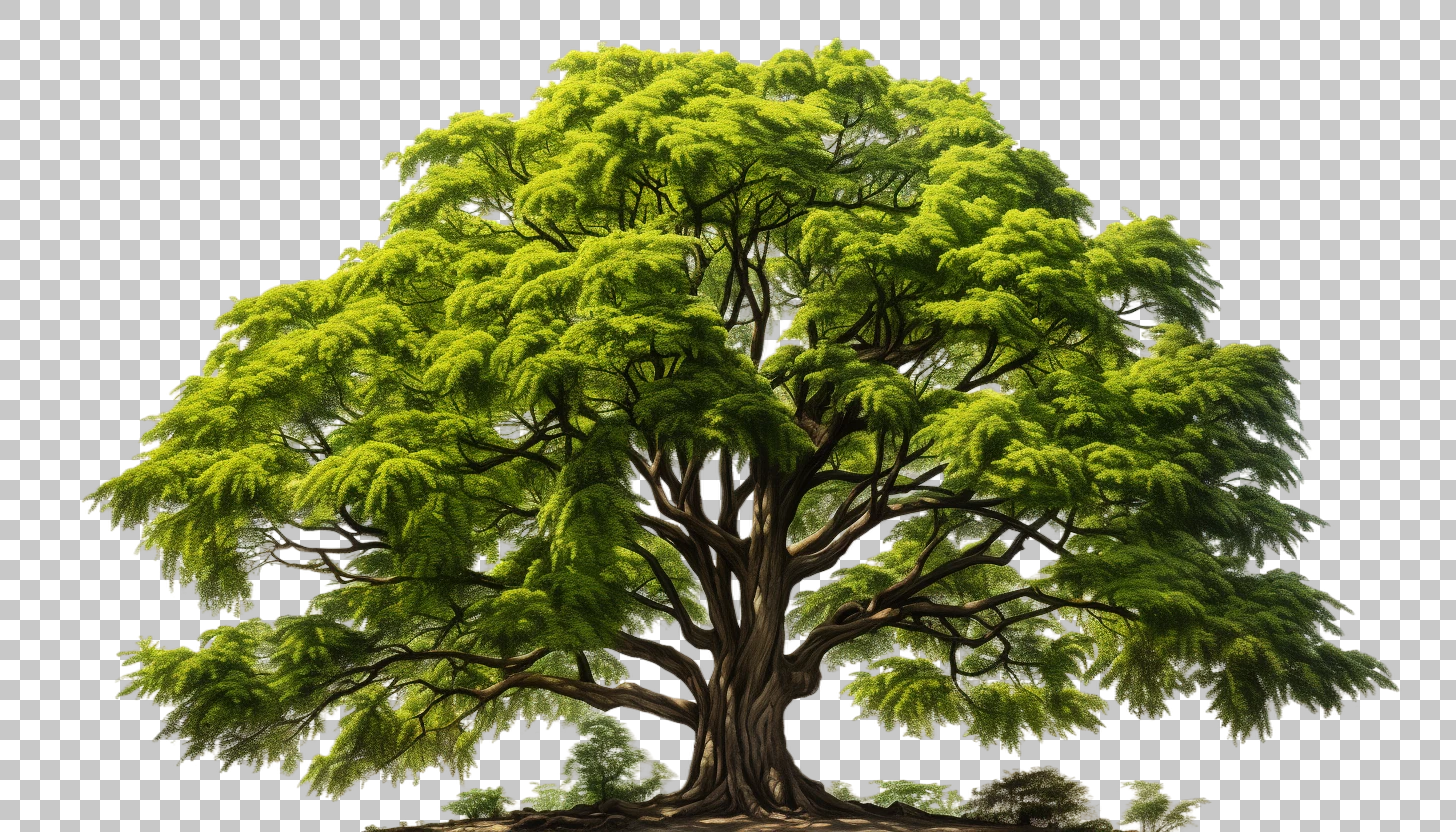 Majestic Metasequoia tree png, Towering trunk, Forest landscape